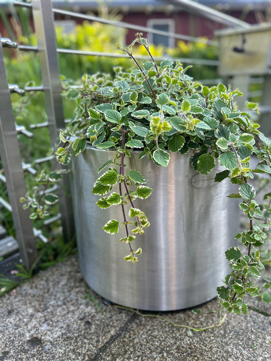 Edelstahl Blumentopf rund