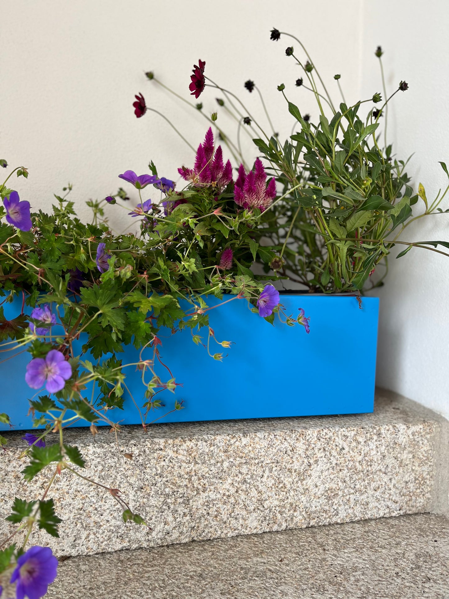 Blumenkasten Colorful