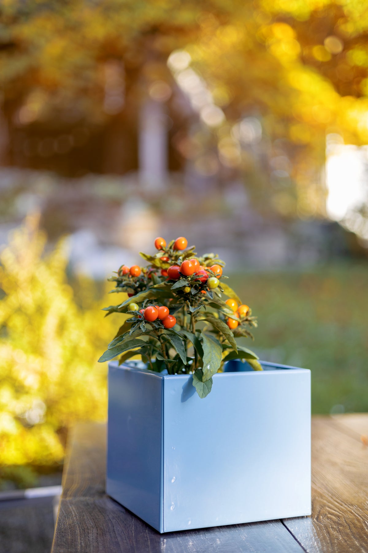 Farbiger Metall,blumentopf aus Metall, sehr stabil, schlicht und zeitlos, Hochwertig verarbeitet in Bayern
